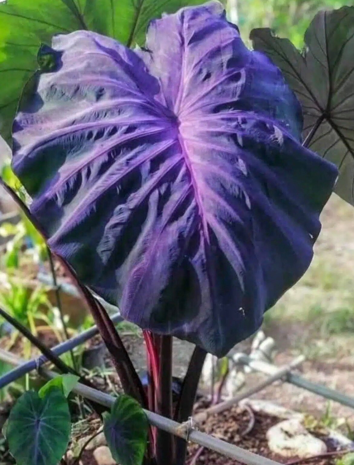 AUTHENTIC Colocasia Black Angel 1 bulbs