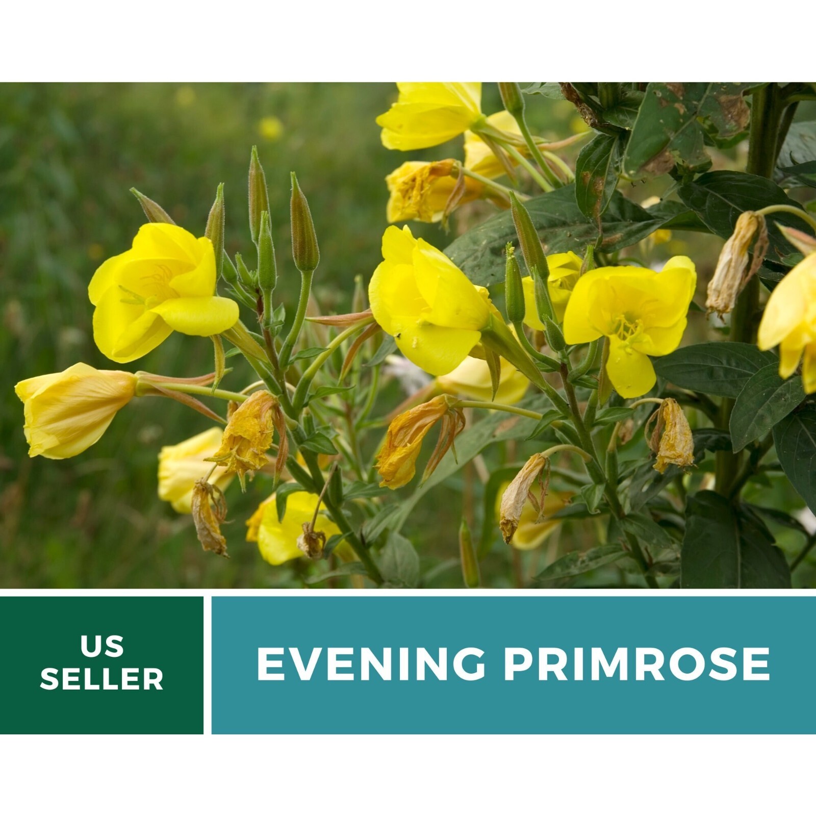 Evening Primrose seeds – Heirloom Flower (Oenothera biennis)