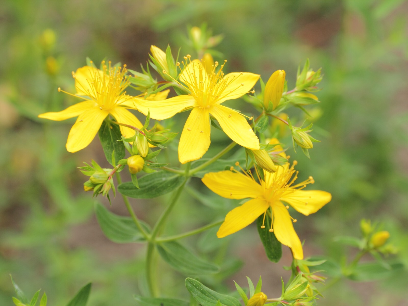 St. Johns Wort Seeds – Hypericum perforatum Seeds – Multiple Quantities