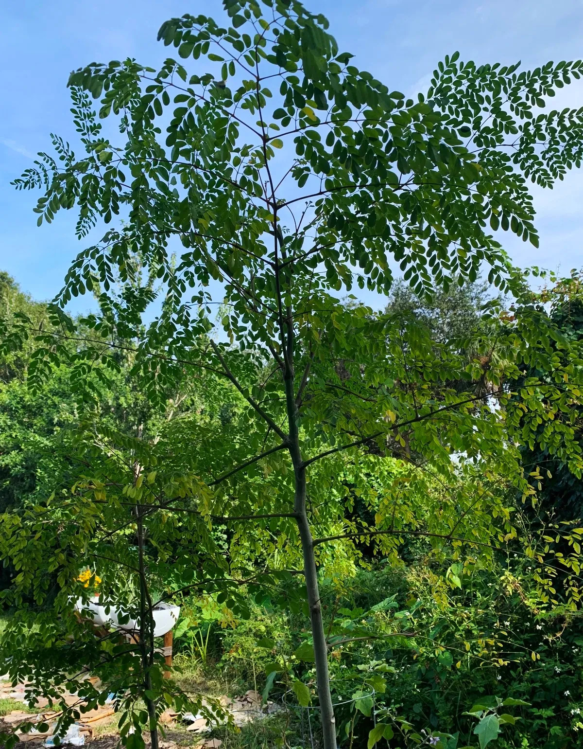 20 MORINGA Edible Planting Seed NON GMO Heirloom Fast Growing Tree