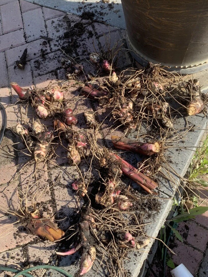 Rare Canna Lily Rhizome (2) Russian Red Musifolia ~ Red/Orange Flower