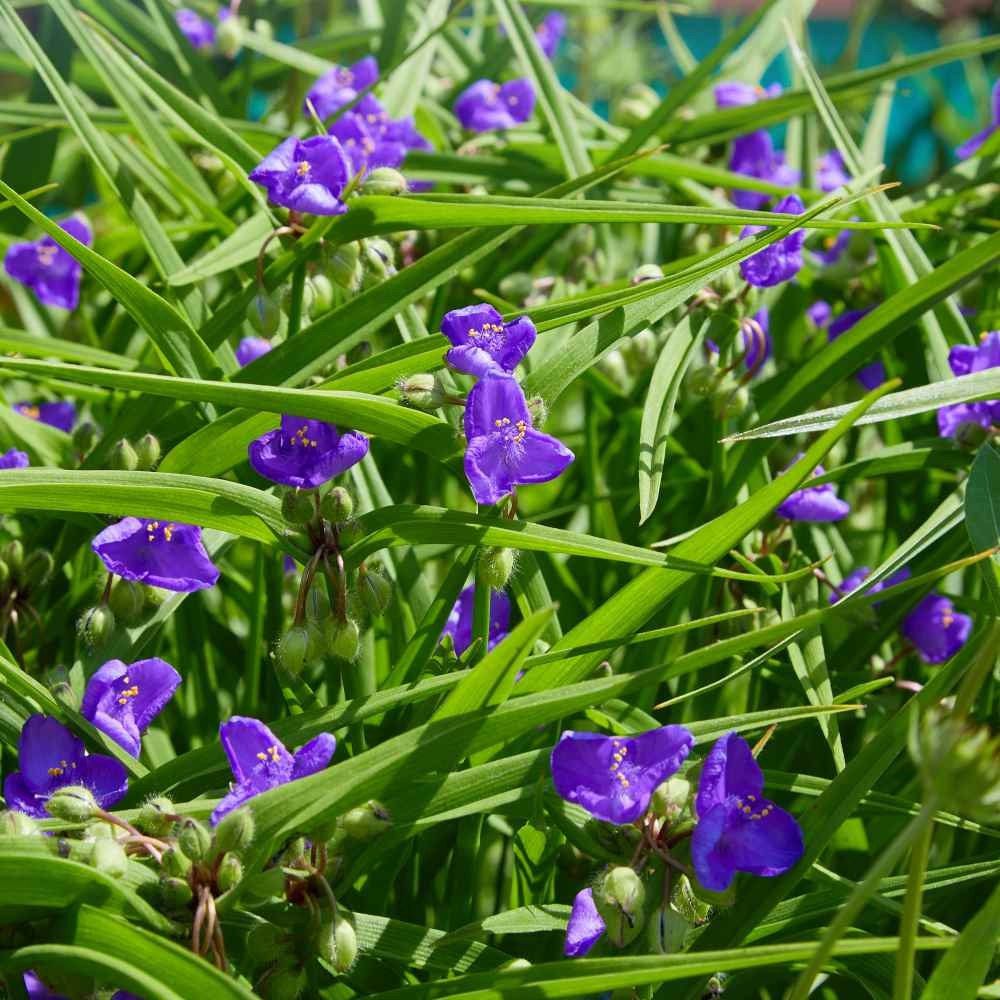 1000 Seeds Ohio Spiderwort Seeds Drought Resistant Tradescantia Ohiensis