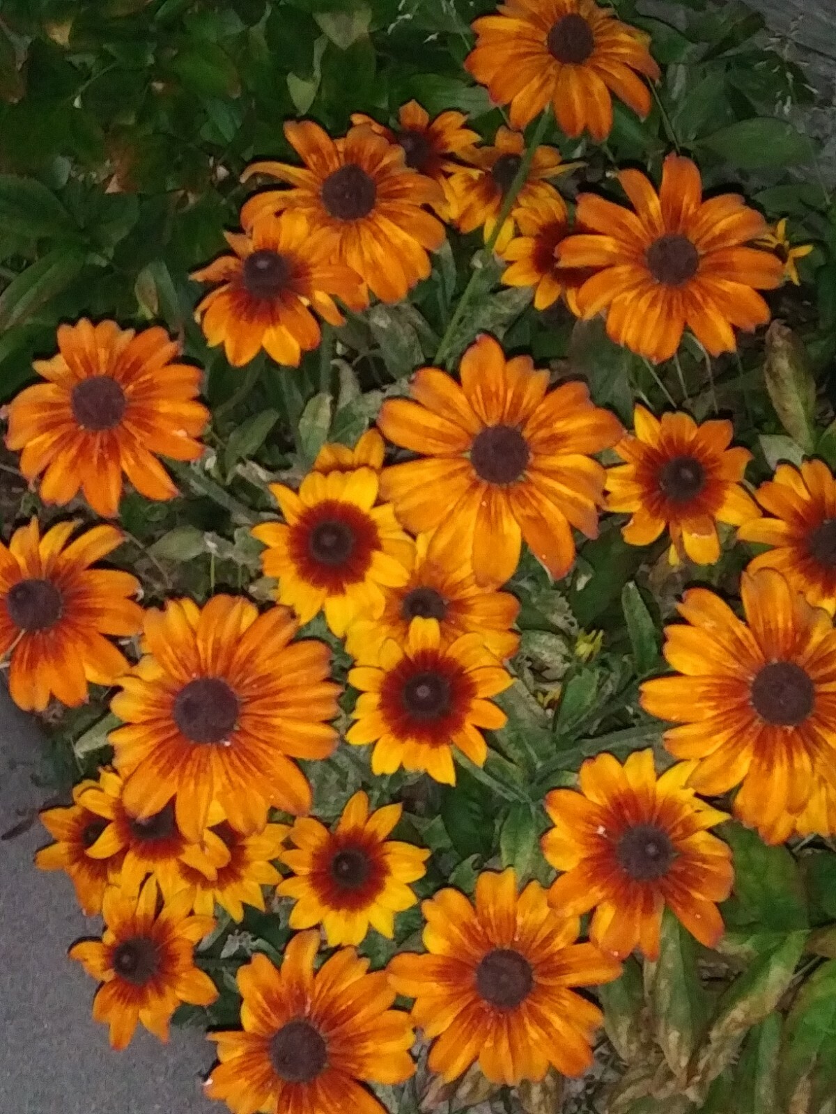 Echibeckia “Summerina” Echinacea x Rudbeckia Cross Seed