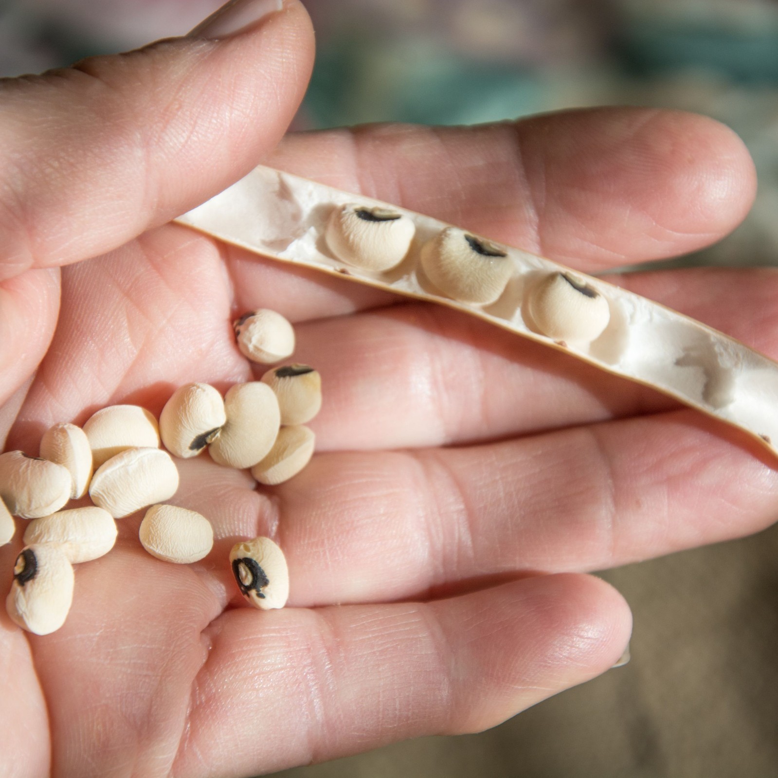 80 Non-GMO Black-eyed Bush Beans (Black-eyed Peas, Cowpeas) – Free Shipping