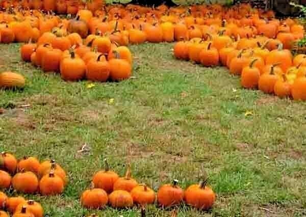 30 PUMPKIN BIG MAX SEEDS GIANT PRIZE WINNING GARDEN HEIRLOOM NON-GMO SQUASH USA