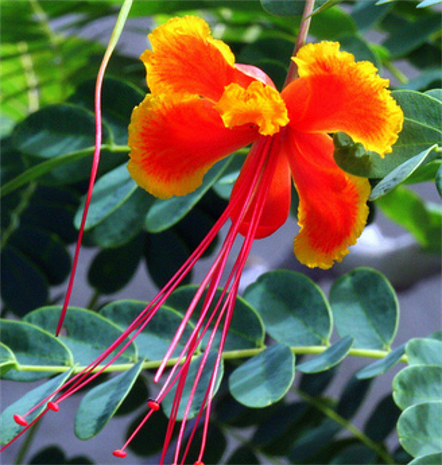 Caesalpinia Pulcherrima 25 Seeds Barbados Flowering Shrub Tree, Bird of Paradise