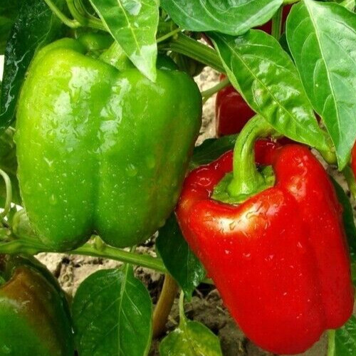 CHINESE GIANT BELL PEPPER 30+ “SWEET” GREEN red BELL pepper NON-GMO free SHIP