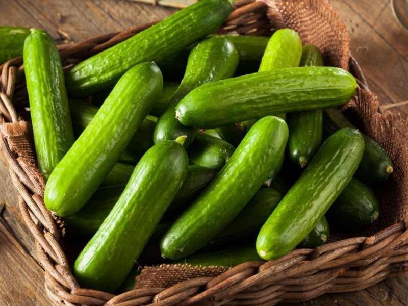 50+ Persian Cucumber Seeds Fresh Non-GMO Fast Growing, Easy