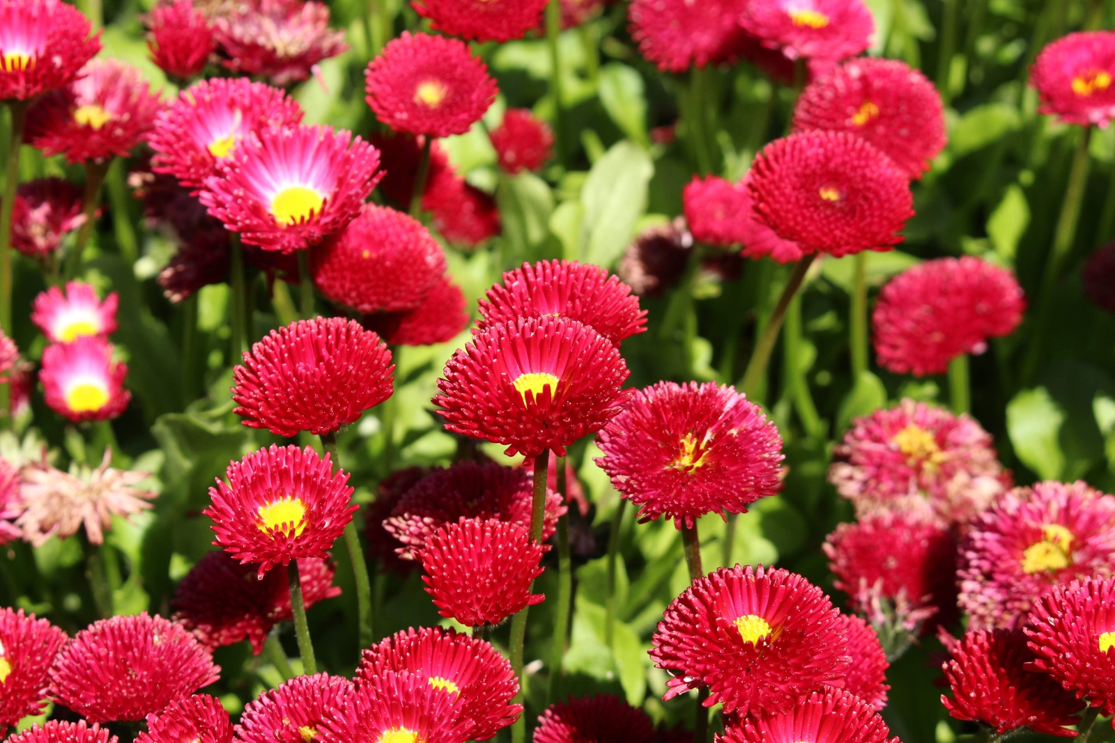 100 RED ENGLISH DAISY Bellis Perennis Flower Seeds *Flat S/H
