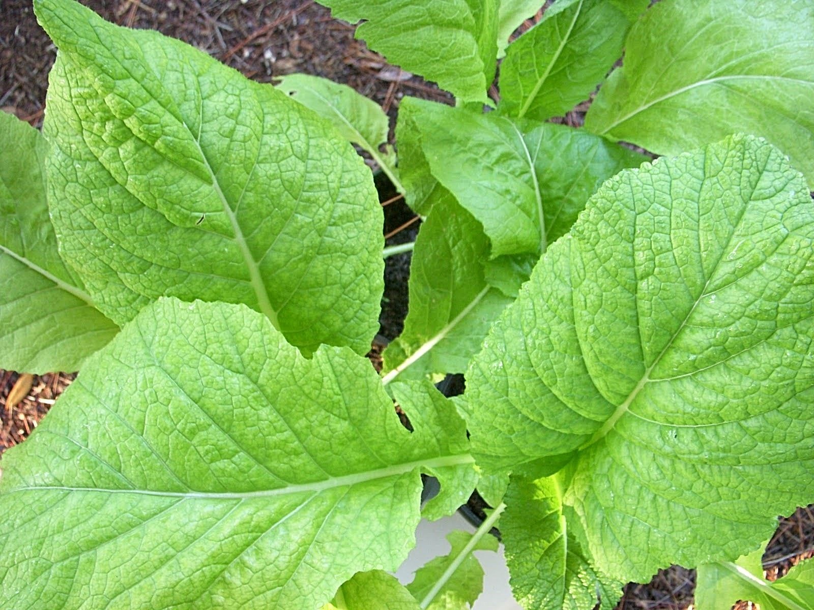 600+Florida Broadleaf MUSTARD GREENS Seeds Organic Spring Fall Garden Container