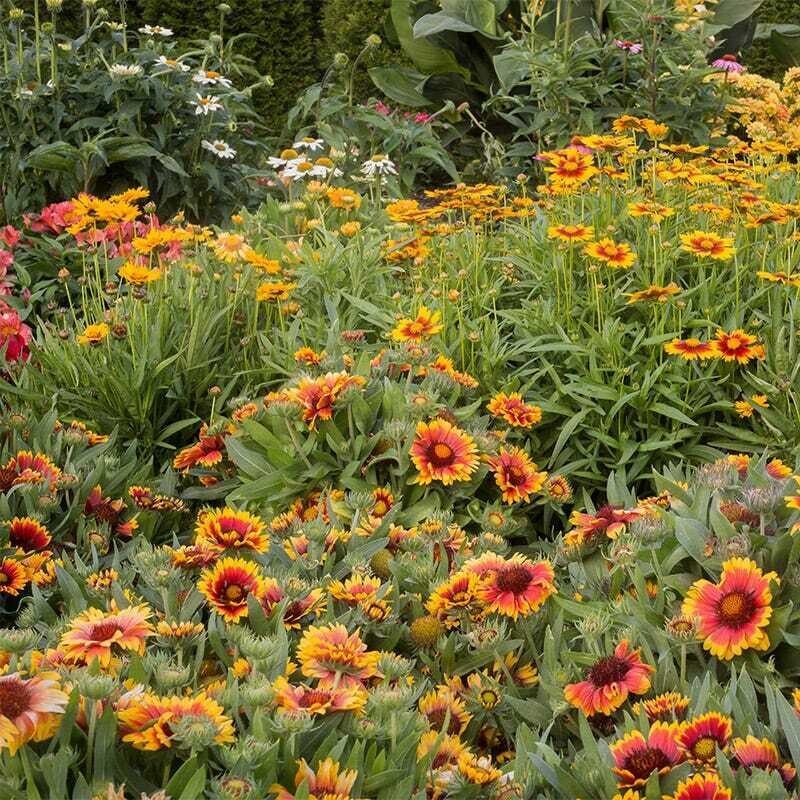 1000+ Wildflower Mix – ALL PERENNIAL – Heirloom – Pollinator – Non GMO – FRESH