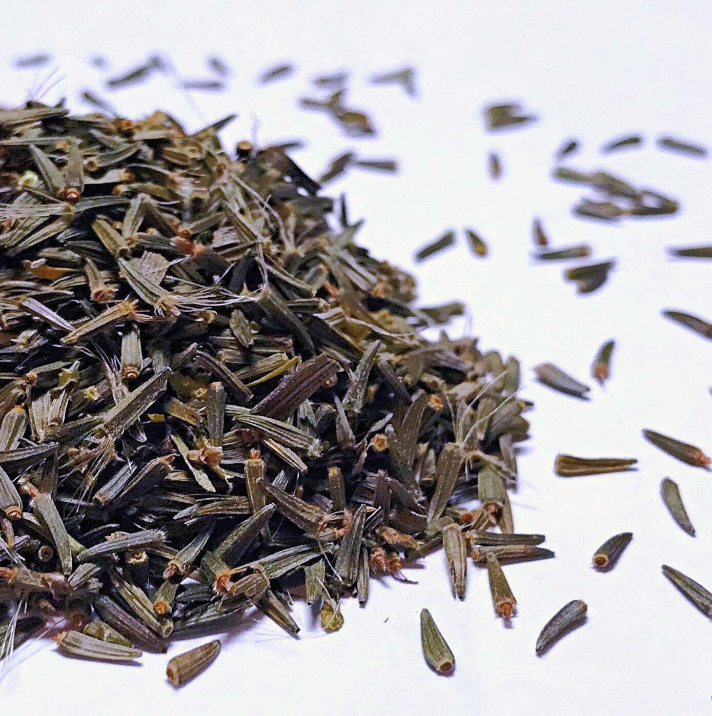 Dense Blazing Star Seeds (Liatris spicata) ~Native Wildflower Pollinator Garden