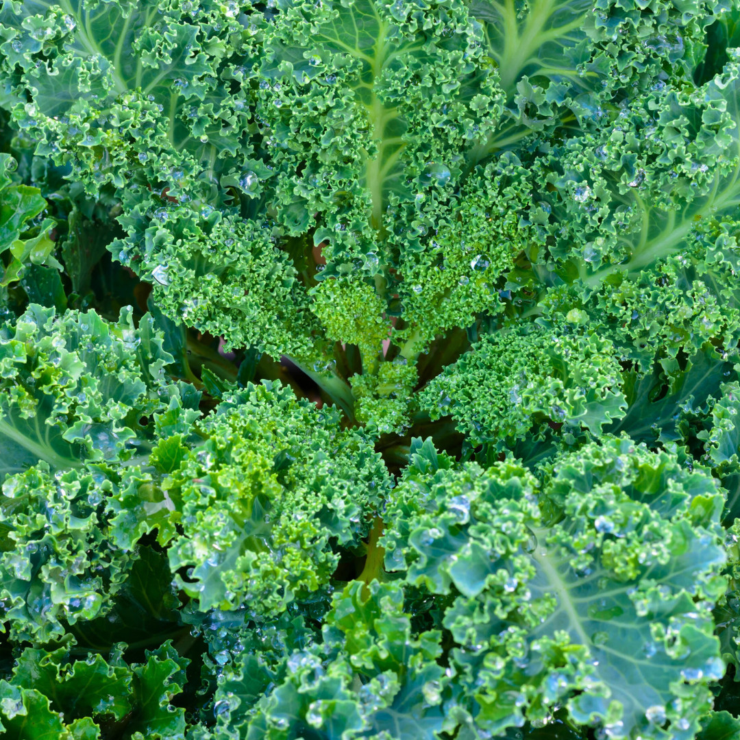 Fresh Blue Scotch Curled Kale Seeds | Heirloom Non-GMO | Fresh Vegetable Seeds