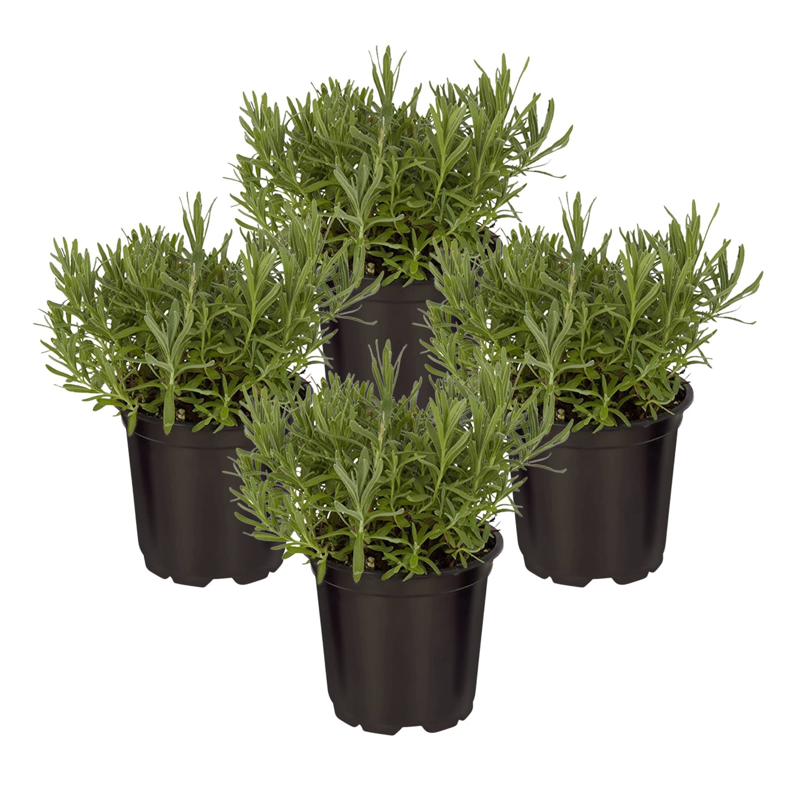 Live Aromatic and Edible Herb Lavender 4 Per Pack, Natural Sleep Enhancer, 6…