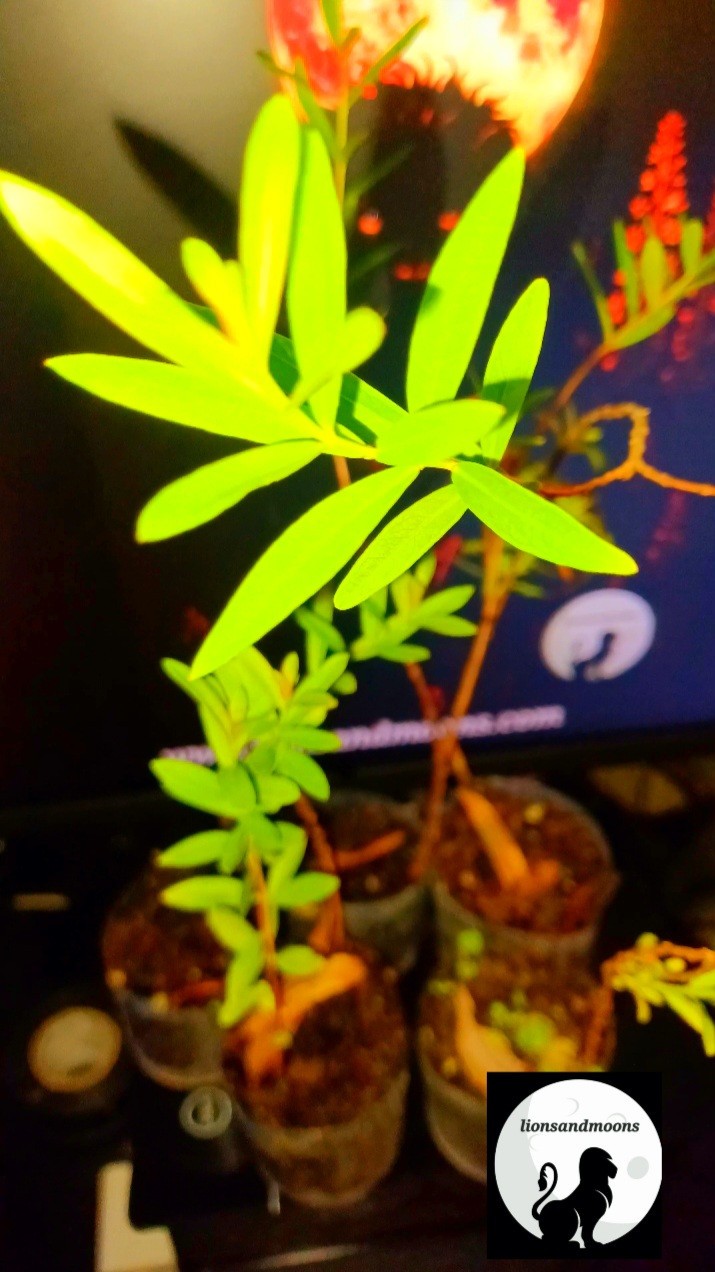 Sun Opener/Sinicuichi Heimia salicifolia Live Plants and Seeds Organic Homegrow