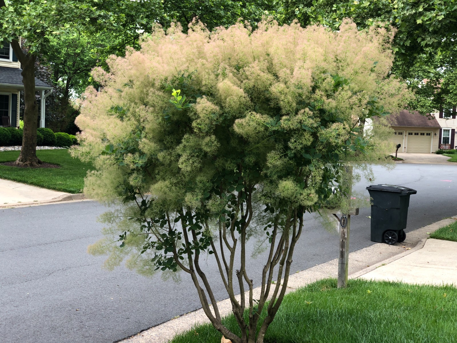 American Smoketree (Cotinus obovatus) SEEDS — 3.5 Grams = 350+ Rare Seeds