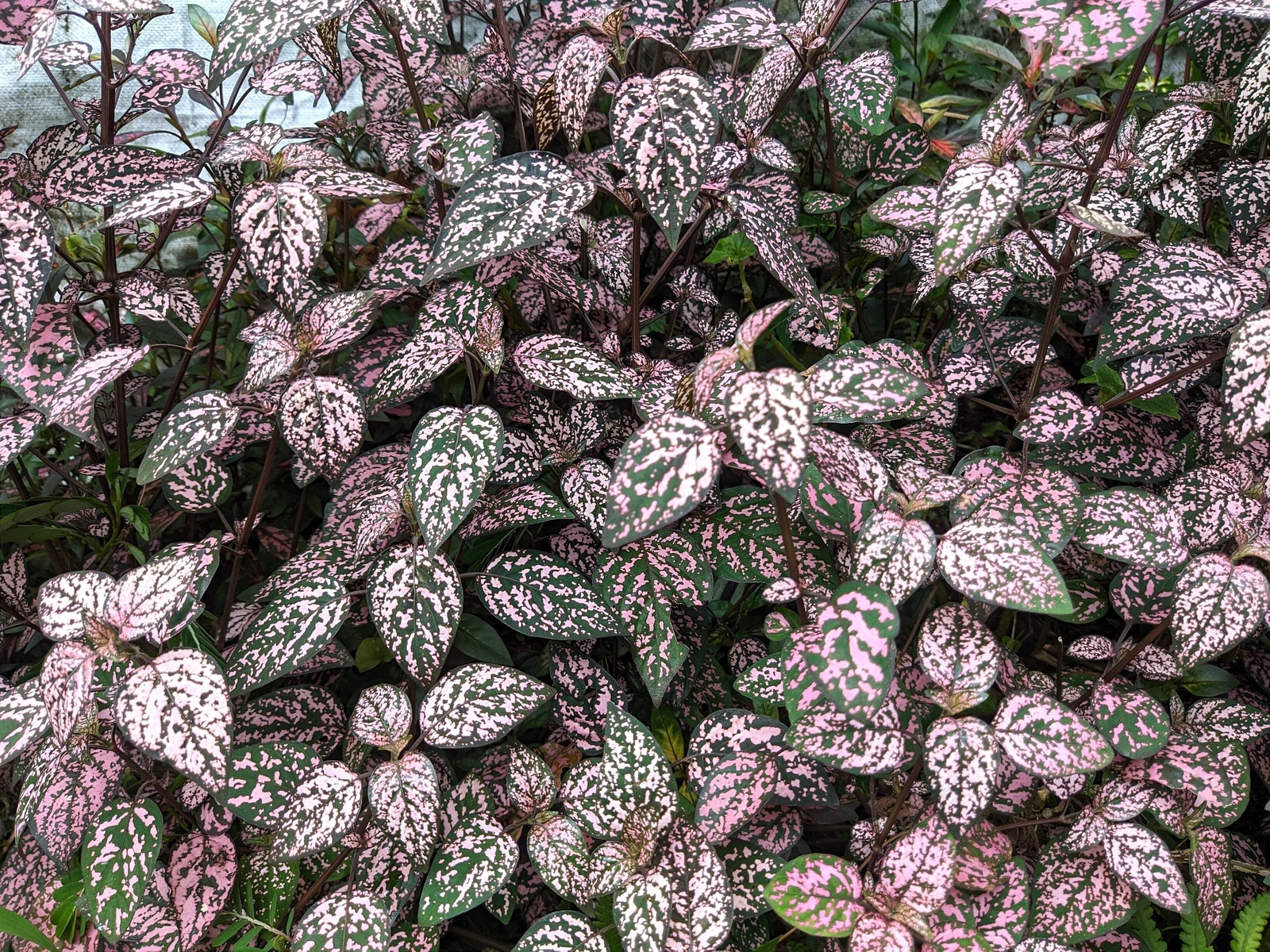 10 Dwarf PINK POLKA DOT PLANT Splash Select Hypoestes Phyllostachya Flower Seeds