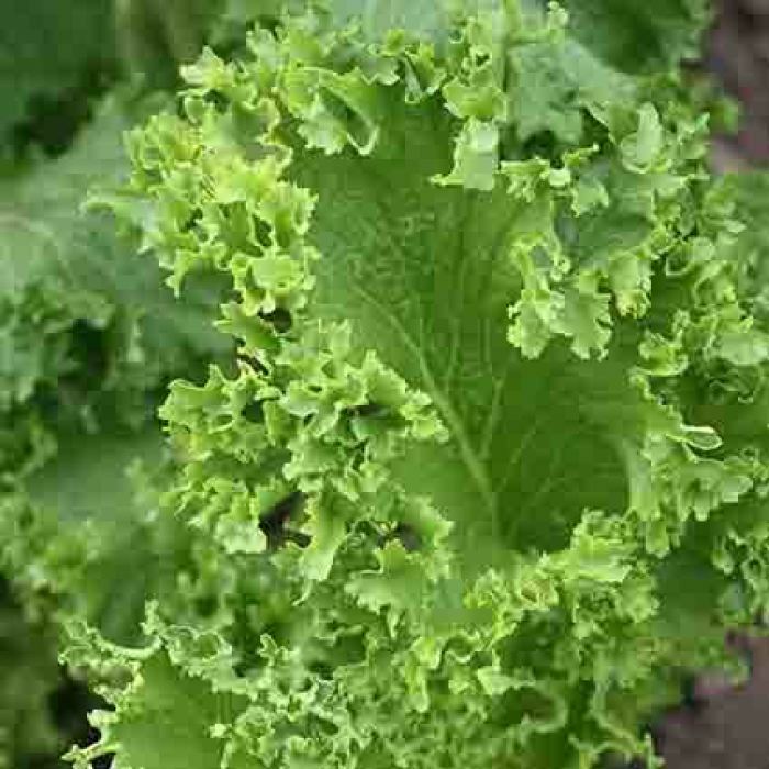Southern Giant Curled Mustard Seeds, NON-GMO, Southern Curled, FREE SHIPPING