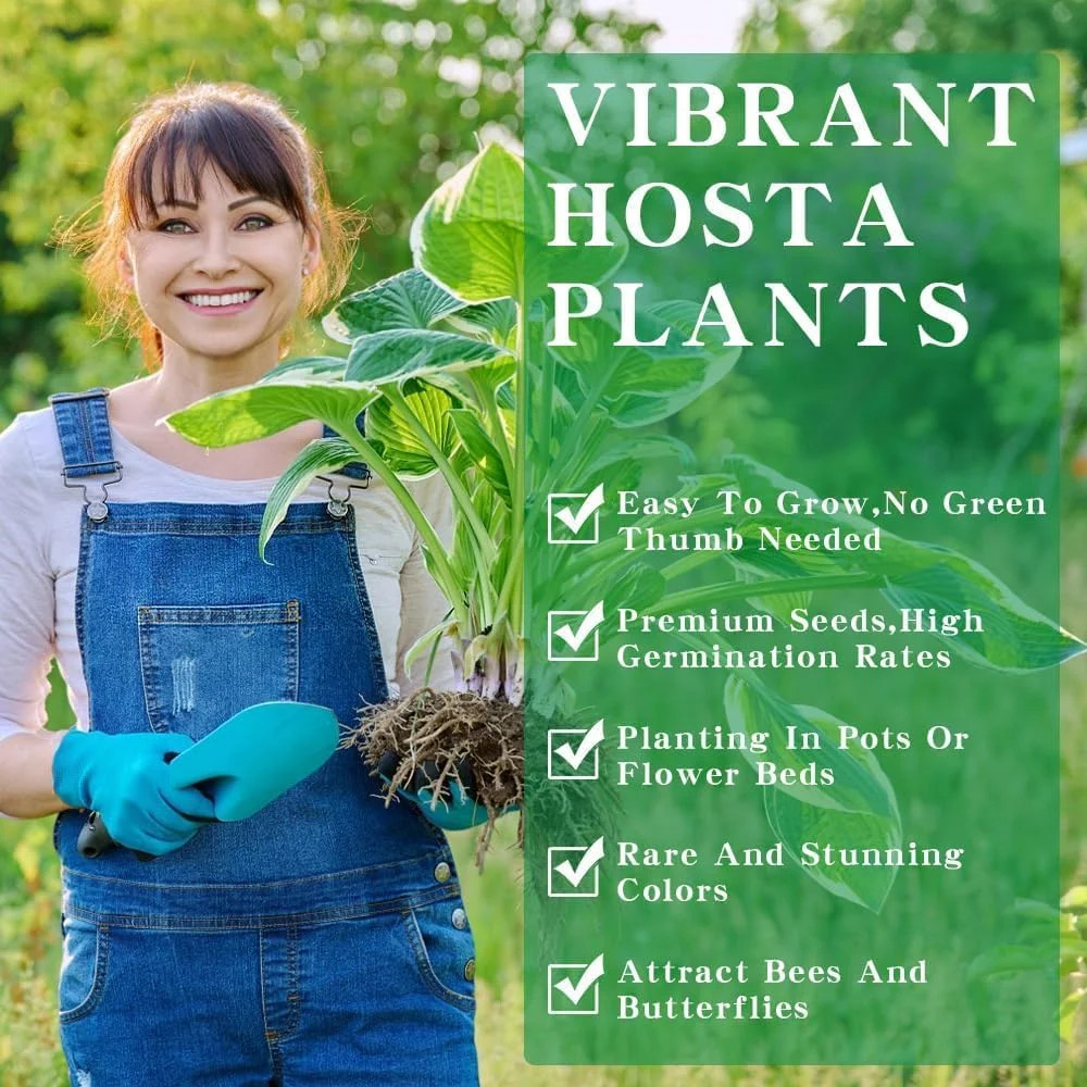 Hosta Seeds 110+ Mixed, Shade-Resistant Perennial Plants, Unique Leaf Color Comb