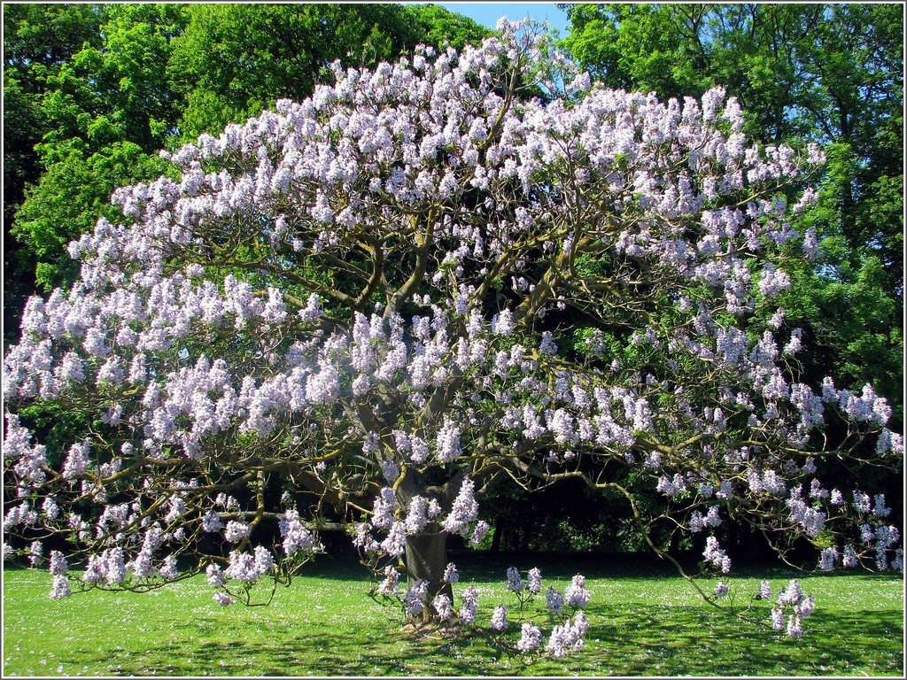 200+ Royal Paulownia Empress Tree Seeds Paulownia Tomentosa Fast Grow