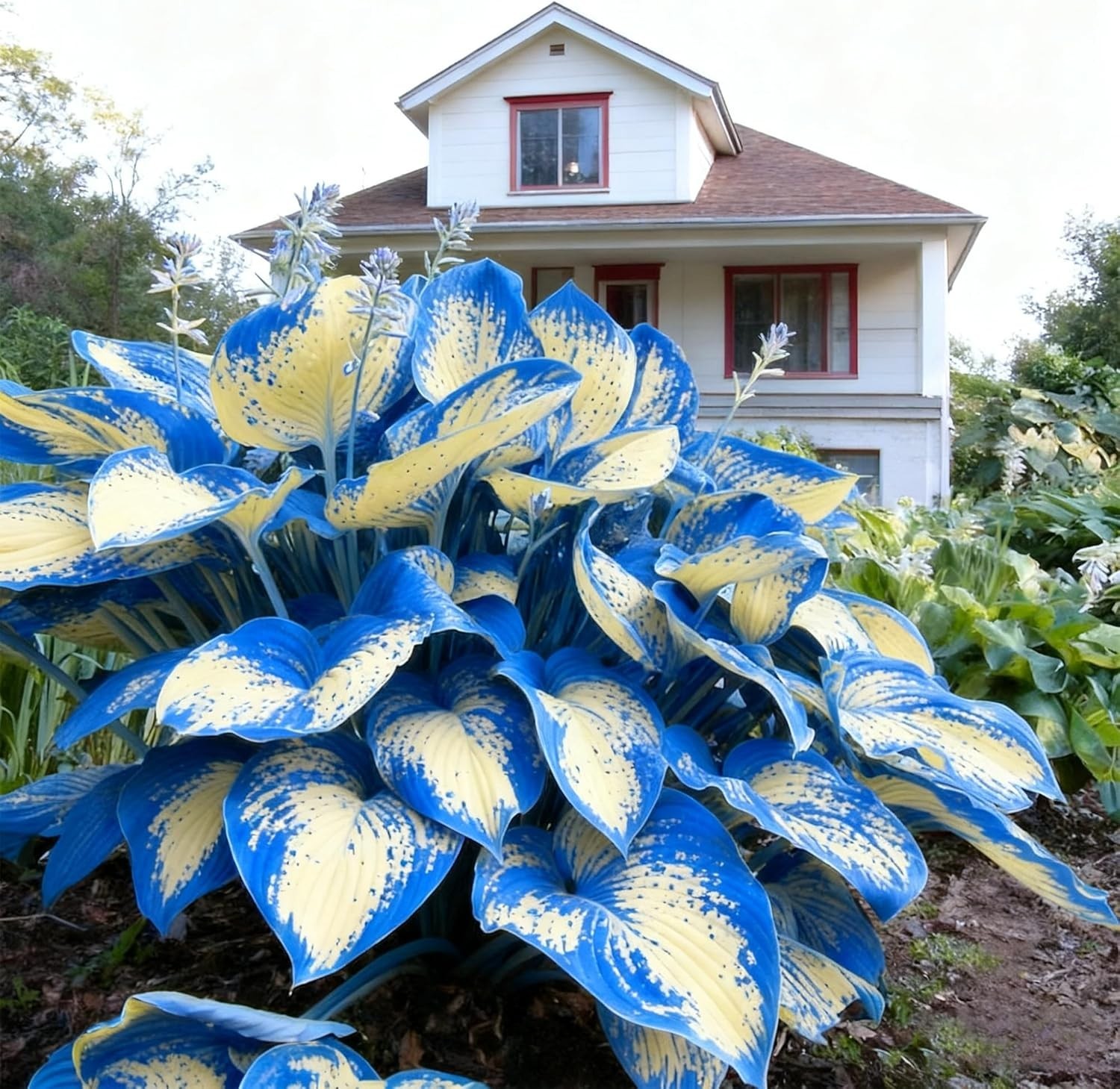 Hosta Seeds for Planting, 290+pcs Rare Perennial Hosta Flower Seeds
