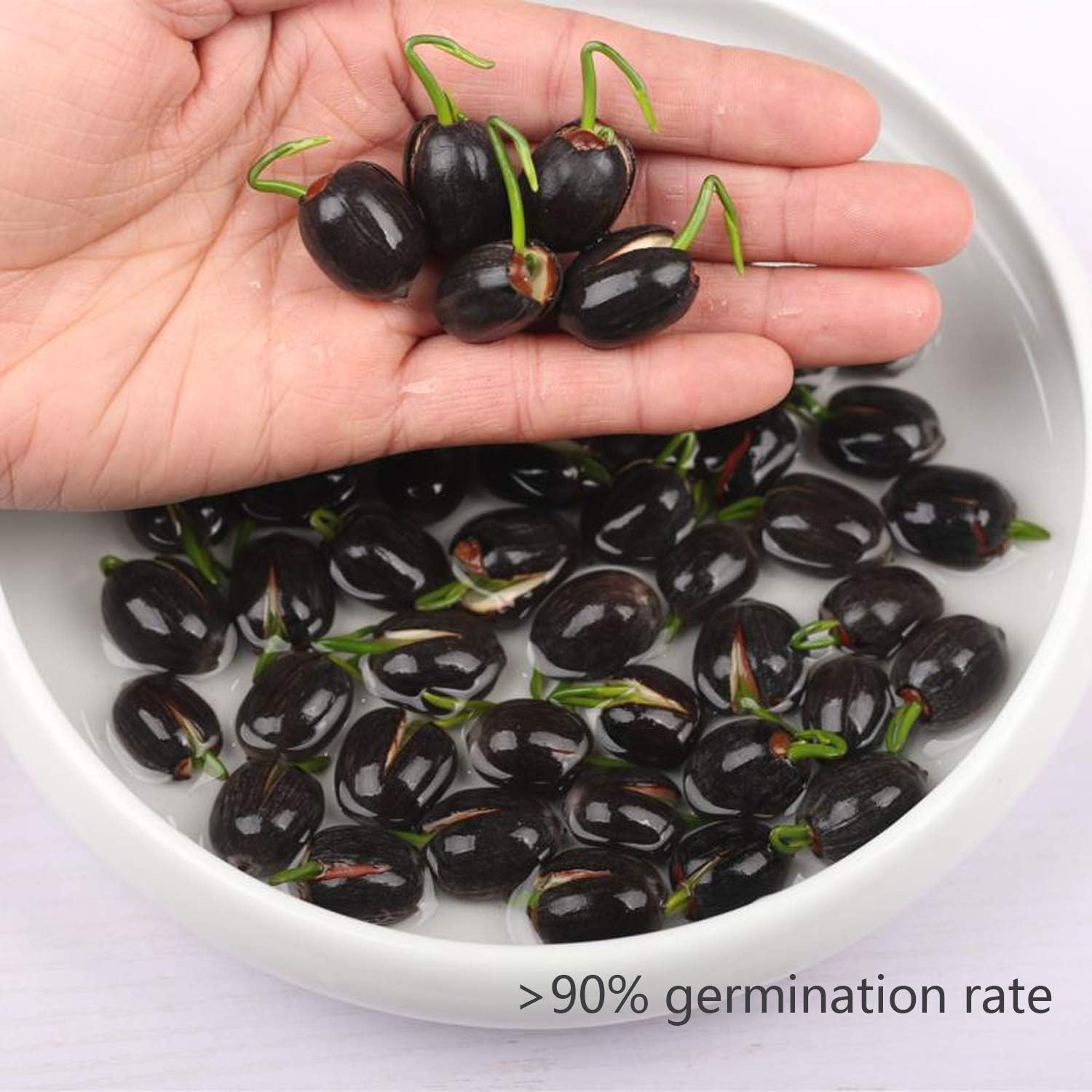 Lotus Flower Seeds for Home Planting Ornamental, Mixed Pink & Red Flower, Can Pu