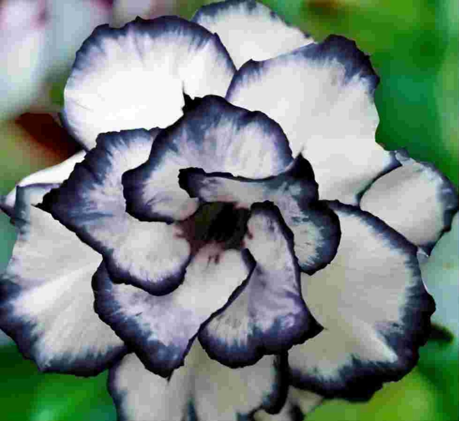 5 pcs Desert Rose Flower Adenium obesum “PEONY” bonsai Seeds （G）