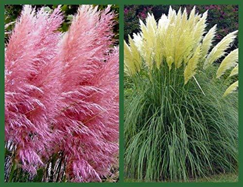 Pink Pampas Grass Seeds – 100 Seeds – Ornamental Grass for Landscaping or Decora