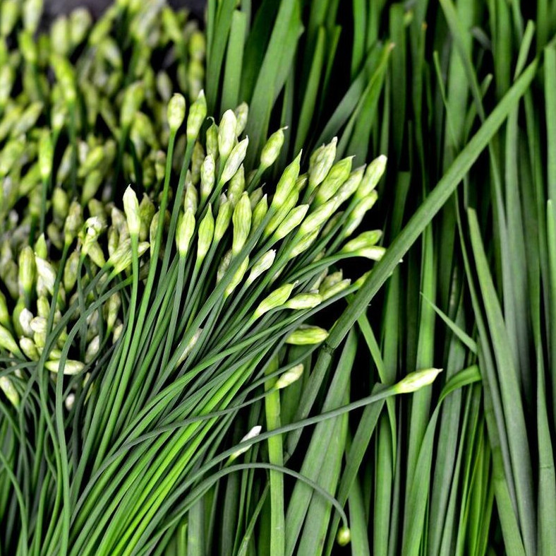 1 Gr (300 Seeds) Garlic Chives Flower Seeds for Plating, Leek Flowering Seeds
