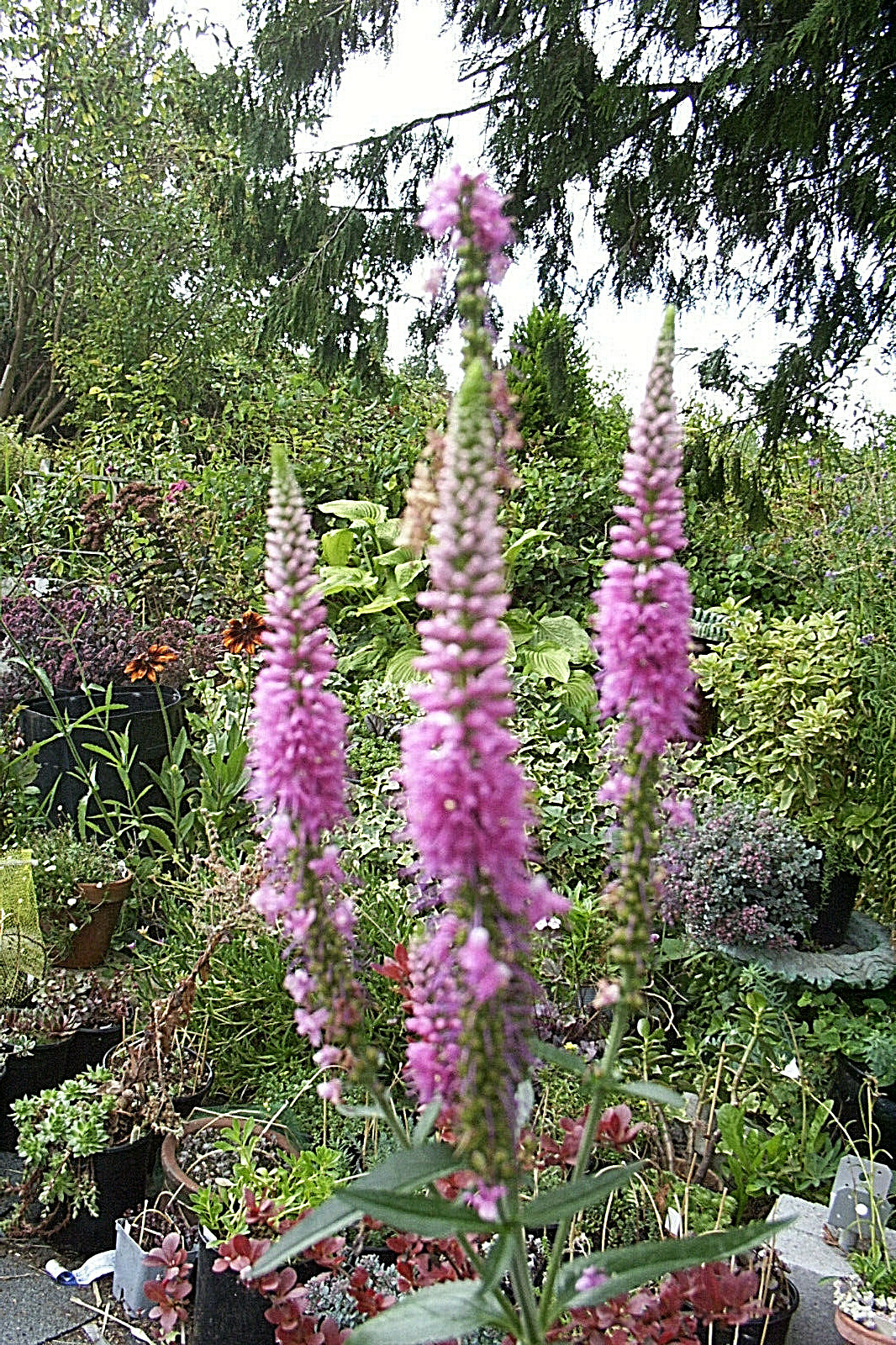 PINK VERONICA LONGIFOLIA, 101 SEEDS, LONG LEAF SPEEDWELL, HARDY *USA seller**