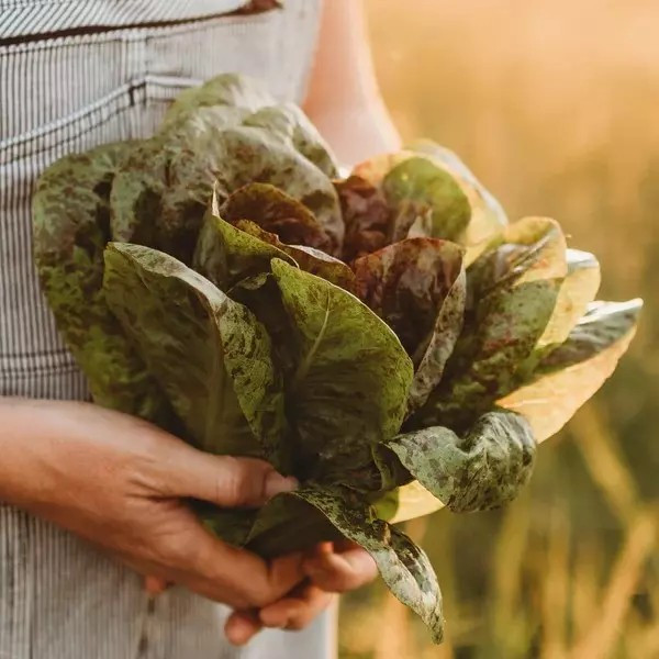 500+ FRECKLES ROMAINE LETTUCE SEEDS – Heirloom – Organic – NON GMO —- FRESH