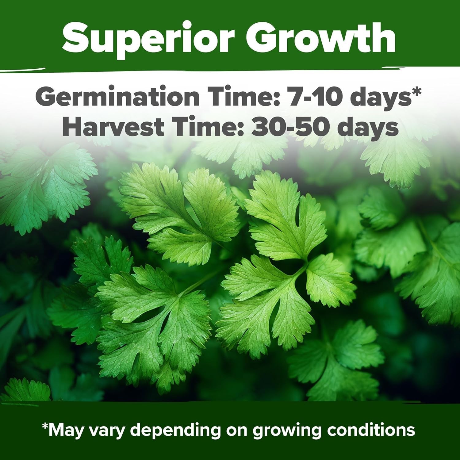 High Yield Cilantro Seeds 500 Heirloom Garden Seeds Perfect for Any Skill Level