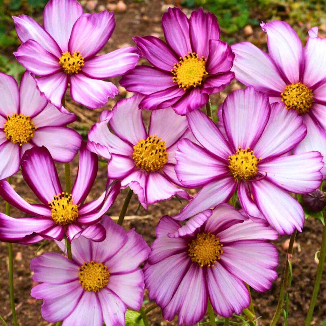 Fresh Beautiful Cosmos Seeds | Picotee | Heirloom Non-GMO | Flower Seeds