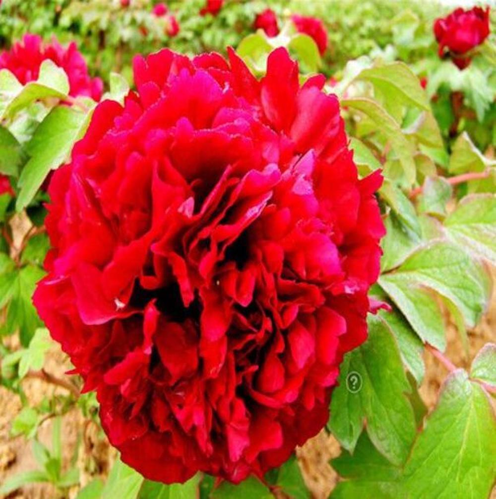 20 PEONIES FLOWER SEEDS rare exotic blossom bloom house plant garden germination