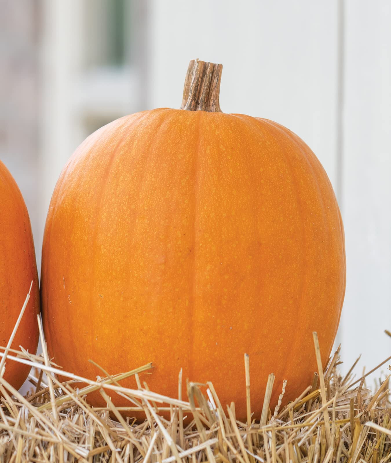50 JACK O LANTERN PUMPKIN SEEDS, CARVING TYPE FRESH HARVEST FOR GARDENS