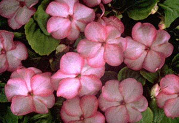 Impatiens Swirl Series Pink Seed