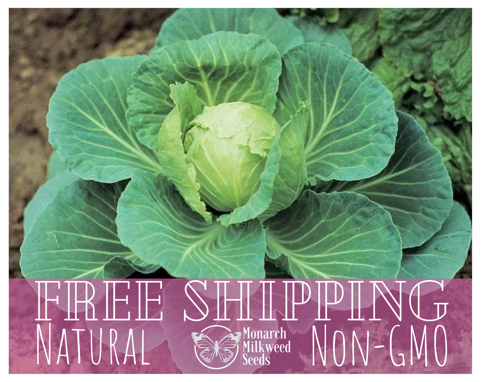 2000+ Cabbage Seeds ‘Golden Acre’ | Heirloom, Non-GMO, Vegetable Garden Seeds
