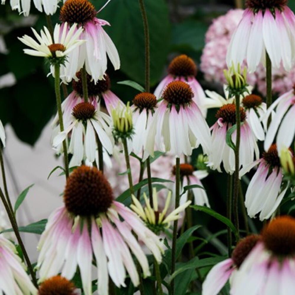 Echinacea ‘Pretty Parasols’-Coneflower-Live Starter Plant- FREE SHIPPING!!!