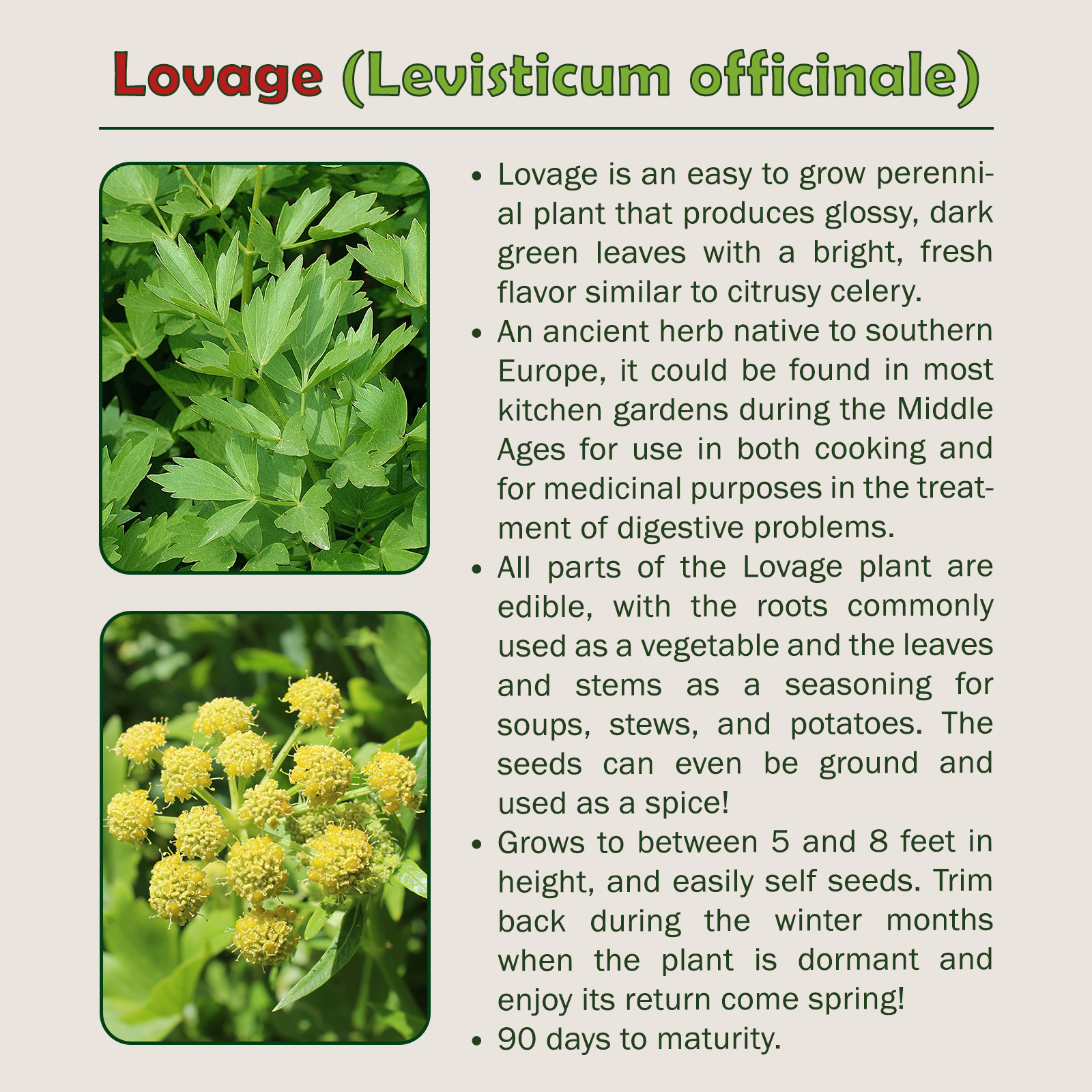 175 Lovage Seeds, Heirloom, Culinary & Medicinal Herb, Genuine USA