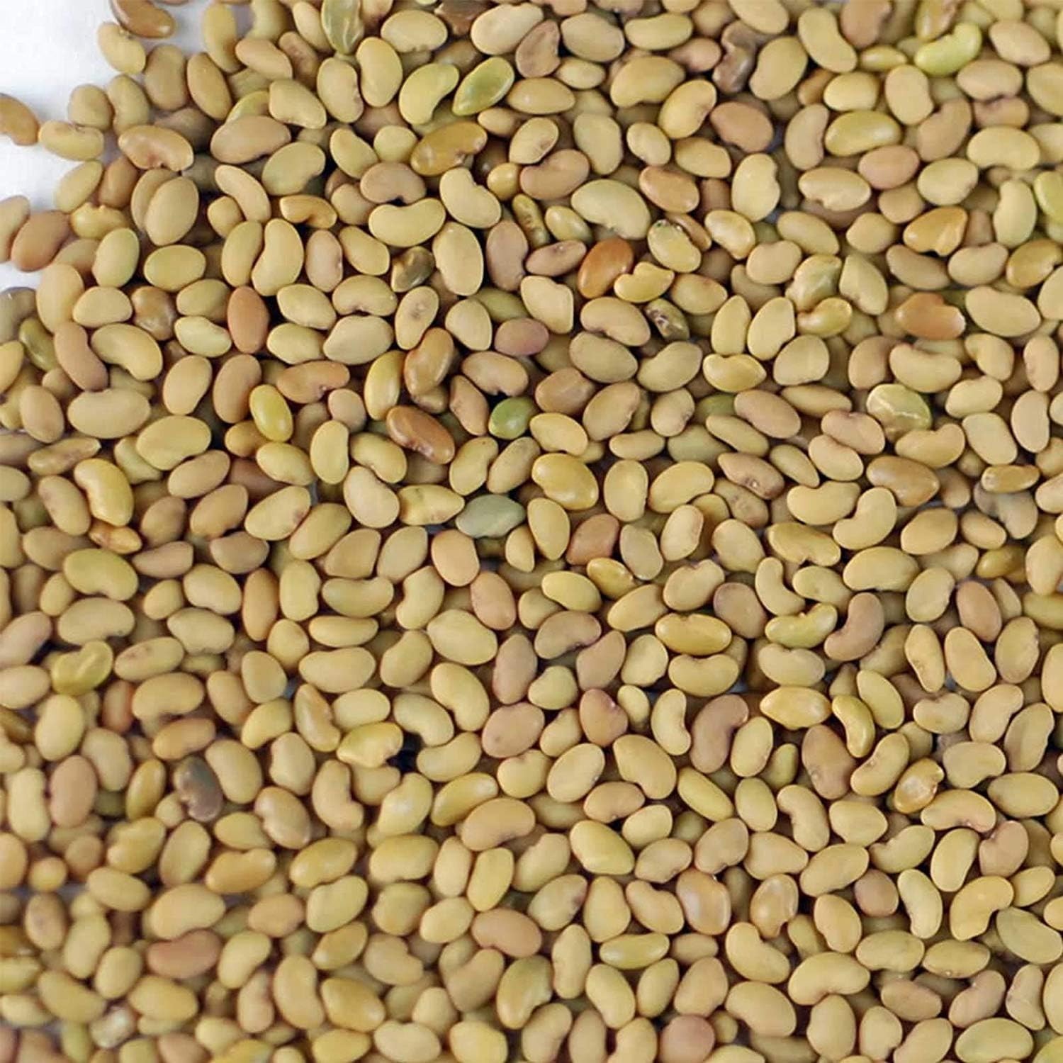 Organic Alfalfa Sprouting Seeds 2.5 Lbs – High Germination