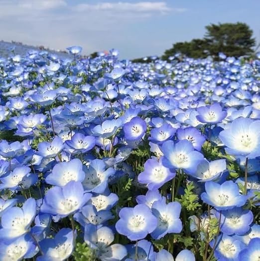 500+ BABY BLUE EYES SEEDS —- GROUNDCOVER — WILDFLOWER — DROUGHT TOLERANT