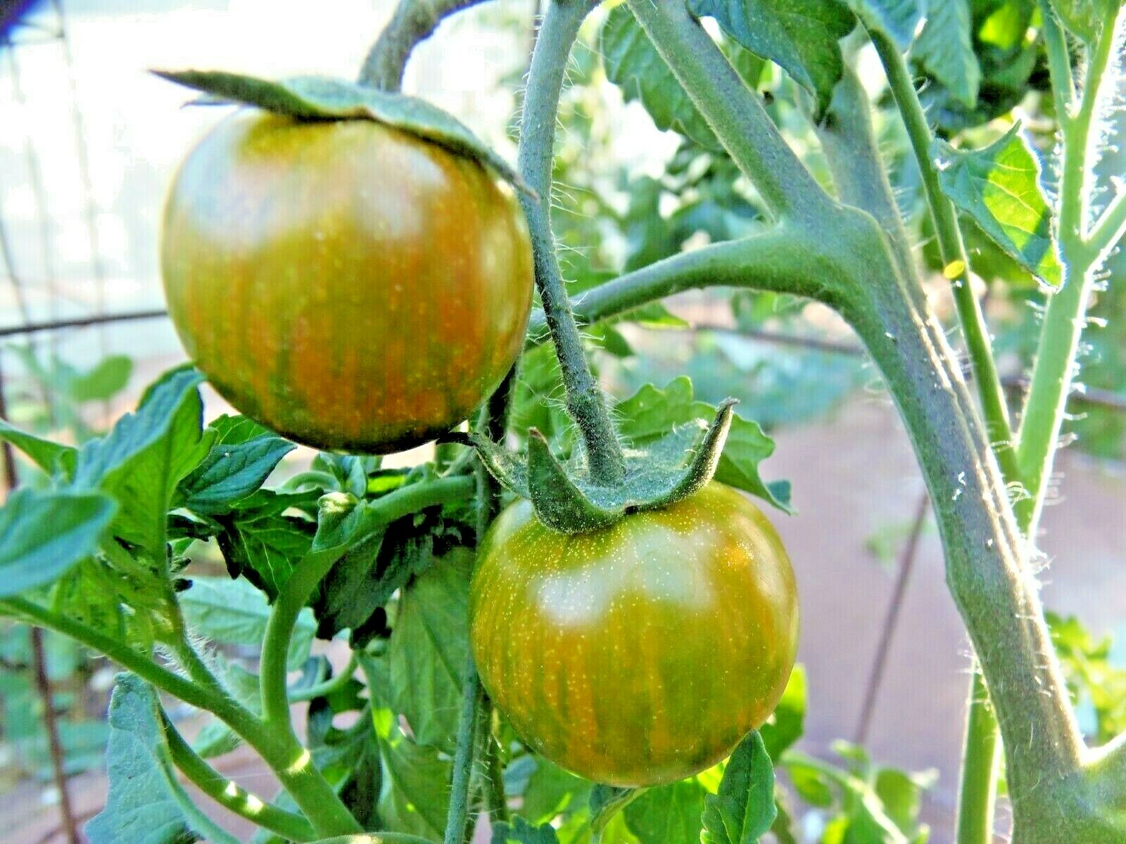 Lucinda green-striped tomato with intense and spicy flavor.