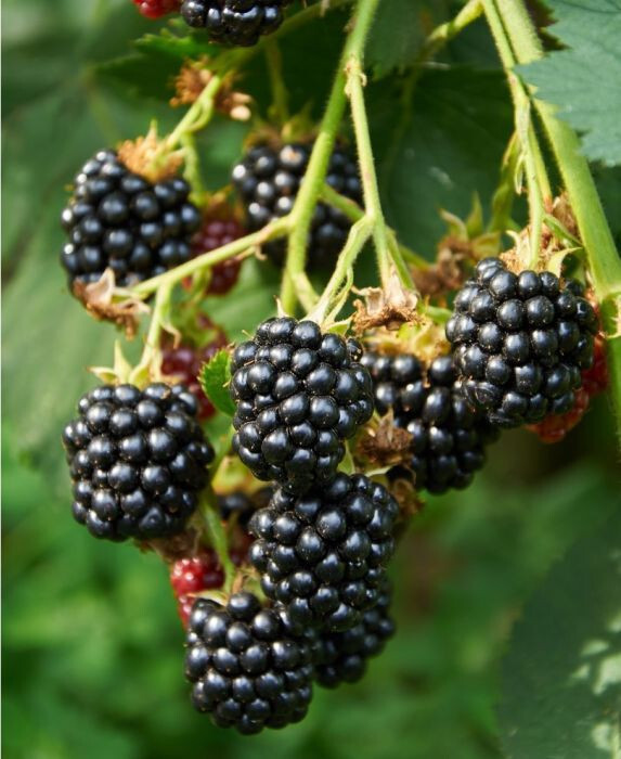 Triple Crown Thornless Blackberry Seeds 20 Seeds