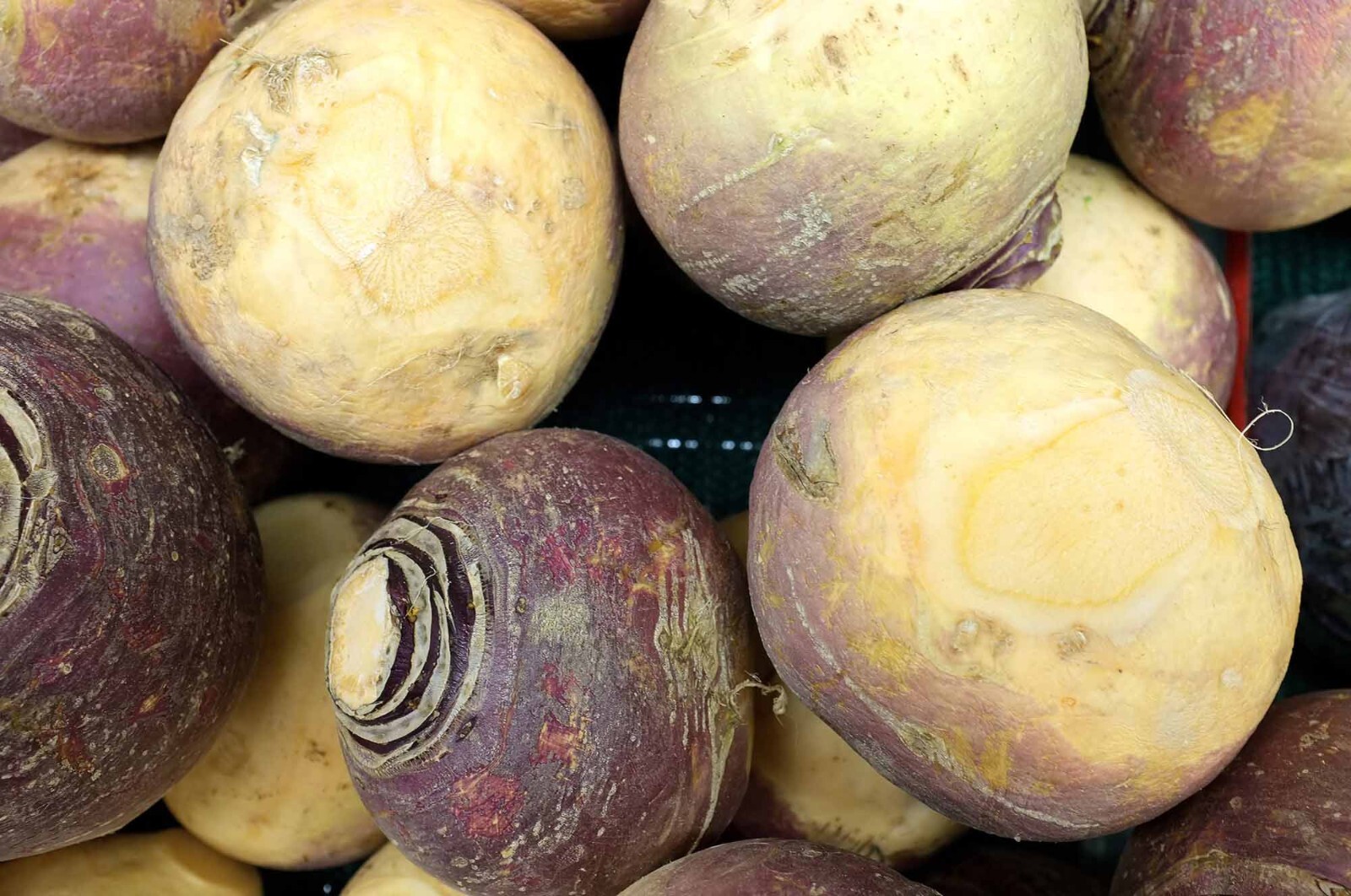 Laurentian Rutabaga Seeds, NON-GMO, Swedes, Canadian Turnips, FREE SHIPPING