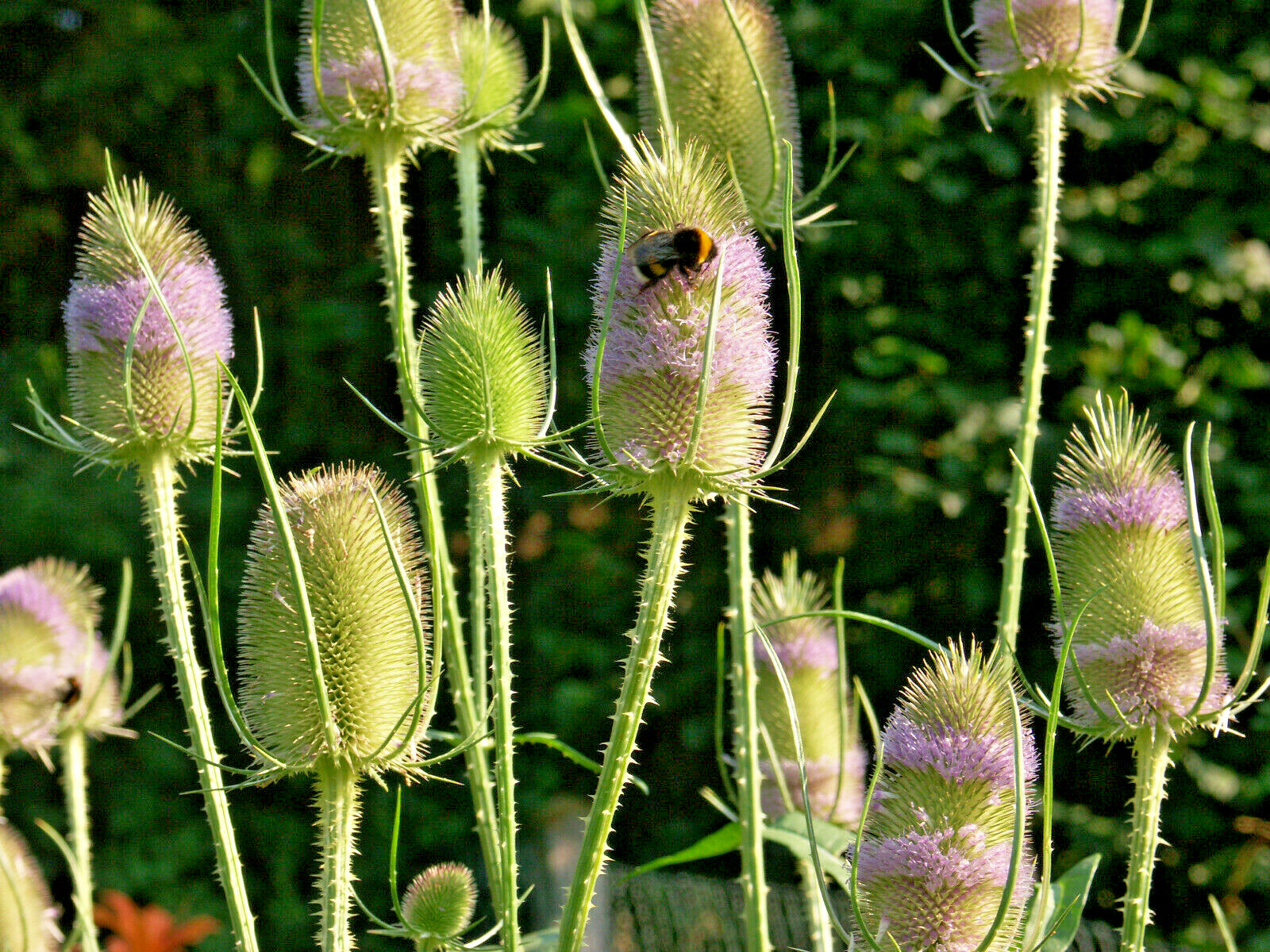 PURPLE TEASEL 100 SEEDS, DIPSACUS FULLONUM, USA SELLER