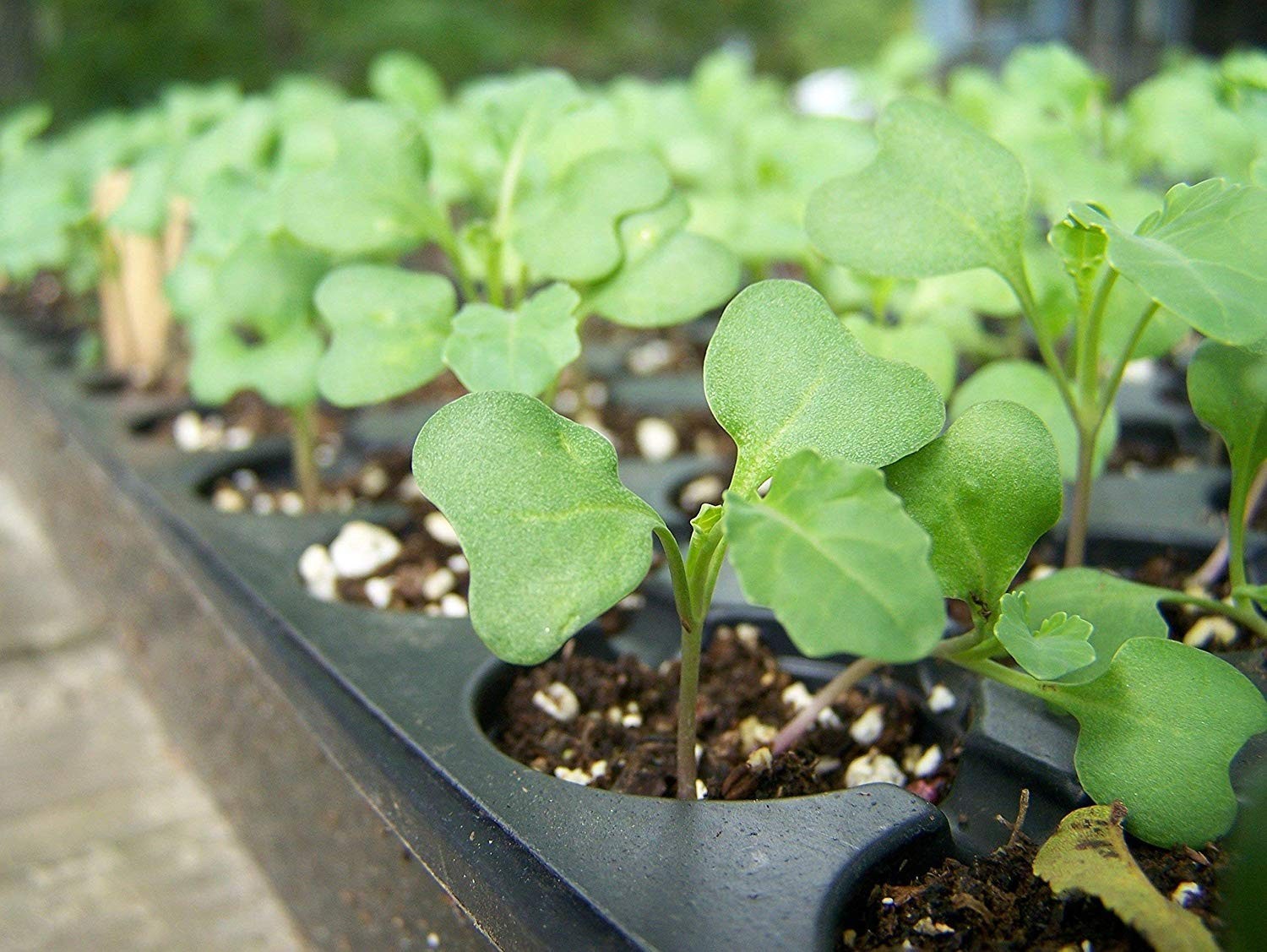 Organic Broccoli Seeds for Sprouting, 4 Pounds – Non-GMO, , Kosher, Sirtfood,…