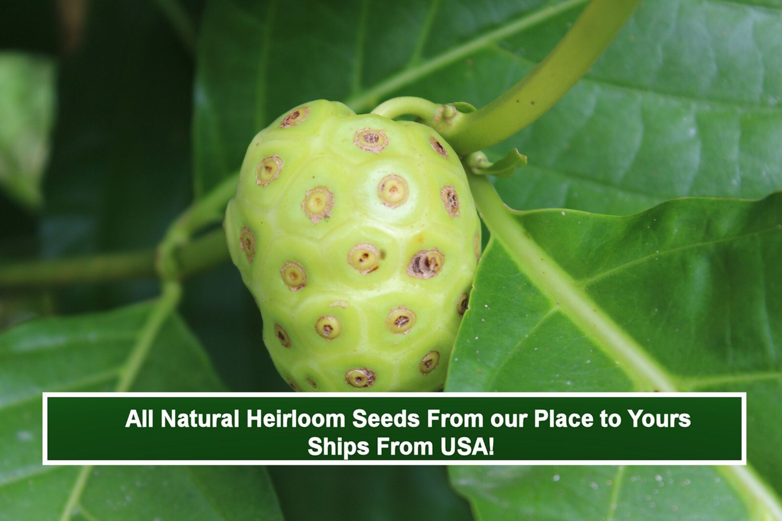 Indian Mulberry – 10 seeds Tropical Plant Morinda citrifolia Container-Standard