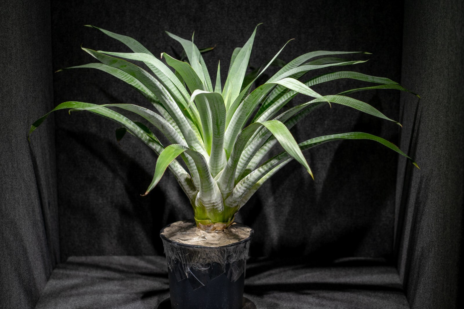Alcantarea Odorata Pot 9″