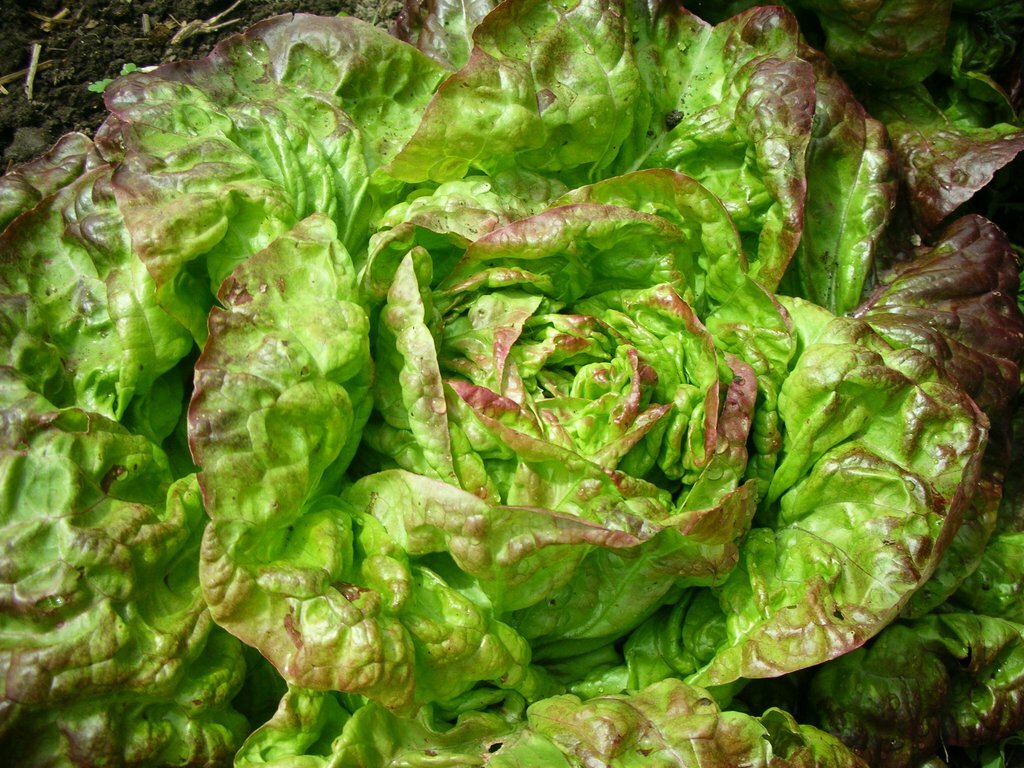 Lettuce Seeds 600+ Merveille des Quatre Saisons Marvel Of Four Seasons French