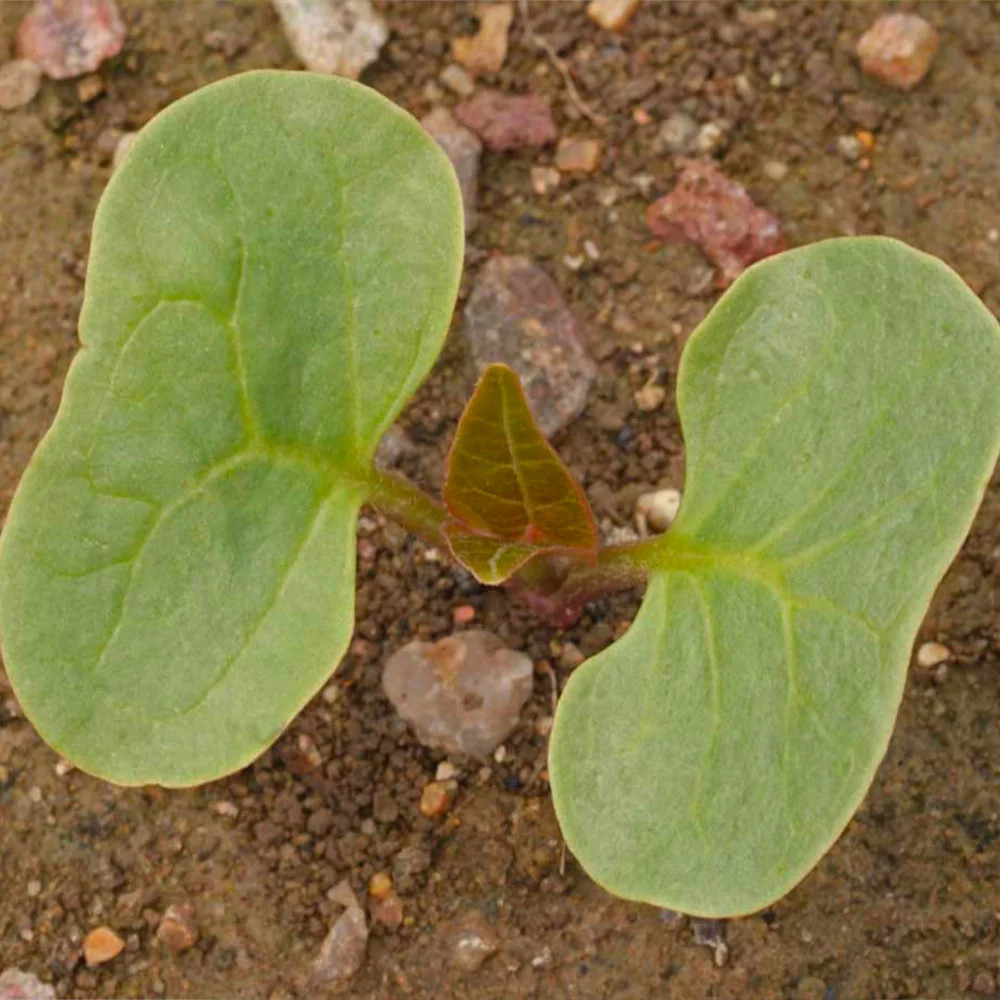 Red Four O’ Clock Seeds For Planting (Mirabilis jalapa)